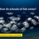 How do schools of fish swim?