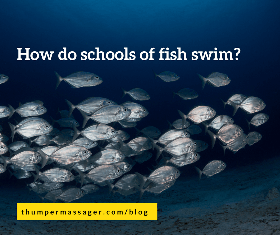 How do schools of fish swim?