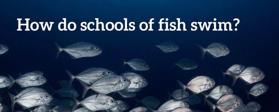 How do schools of fish swim_