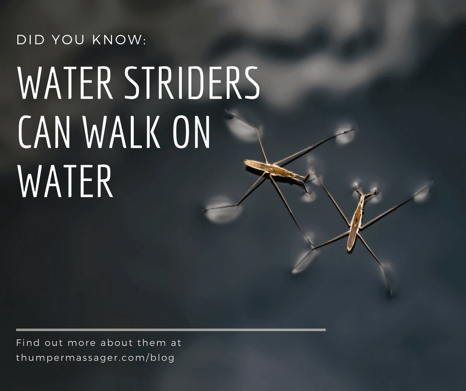 DYK: Water Striders can walk on water