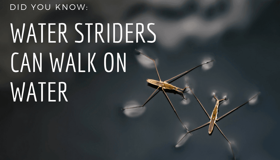 Water Striders can walk on water