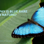 Why is blue rare in nature?